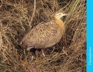 75




     Tinamiformes
 