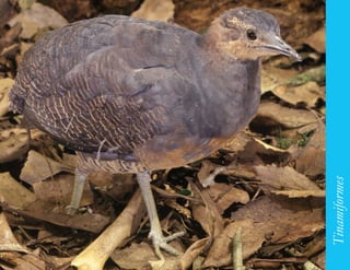 77




     Tinamiformes
 