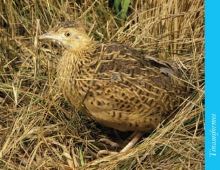 79




     Tinamiformes
 