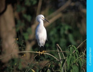 83




     Ciconiiformes
 
