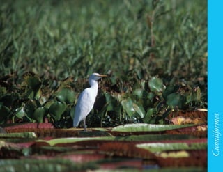 85




     Ciconiiformes
 