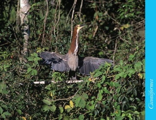 87




     Ciconiiformes
 