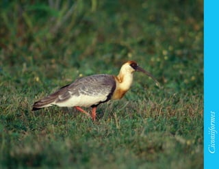 91




     Ciconiiformes
 