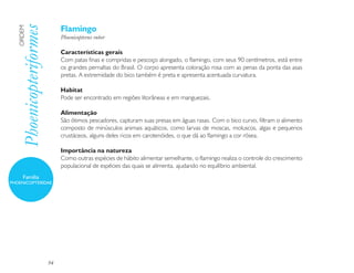 Flamingo
   Phoenicopteriformes
   ORDEM

                              Phoenicopterus ruber

                              Características gerais
                              Com patas finas e compridas e pescoço alongado, o flamingo, com seus 90 centímetros, está entre
                              os grandes pernaltas do Brasil. O corpo apresenta coloração rosa com as penas da ponta das asas
                              pretas. A extremidade do bico também é preta e apresenta acentuada curvatura.

                              Habitat
                              Pode ser encontrado em regiões litorâneas e em manguezais.

                              Alimentação
                              São ótimos pescadores, capturam suas presas em águas rasas. Com o bico curvo, filtram o alimento
                              composto de minúsculos animais aquáticos, como larvas de moscas, moluscos, algas e pequenos
                              crustáceos, alguns deles ricos em carotenóides, o que dá ao flamingo a cor rósea.

                              Importância na natureza
                              Como outras espécies de hábito alimentar semelhante, o flamingo realiza o controle do crescimento
                              populacional de espécies das quais se alimenta, ajudando no equilíbrio ambiental.
      Família
PHOENICOPTERIDAE




                         94
 