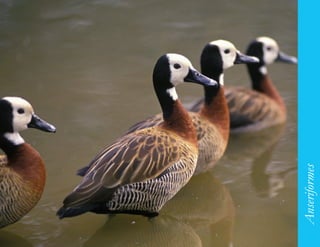 99




     Anseriformes
 