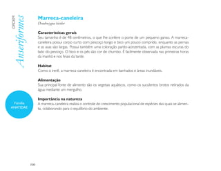Marreca-caneleira
Anseriformes
ORDEM

                     Dendrocygna bicolor

                     Características gerais
                     Seu tamanho é de 48 centímetros, o que lhe confere o porte de um pequeno ganso. A marreca-
                     caneleira possui corpo curto com pescoço longo e bico um pouco comprido, enquanto as pernas
                     e as asas são largas. Possui também uma coloração pardo-acinzentada, com as plumas escuras do
                     lado do pescoço. O bico e os pés são cor de chumbo. É facilmente observada nas primeiras horas
                     da manhã e nos finais da tarde.

                     Habitat
                     Como o irerê, a marreca-caneleira é encontrada em banhados e áreas inundáveis.

                     Alimentação
                     Sua principal fonte de alimento são os vegetais aquáticos, como os suculentos brotos retirados da
                     água mediante um mergulho.

                     Importância na natureza
 Família             A marreca-caneleira realiza o controle do crescimento populacional de espécies das quais se alimen-
ANATIDAE             ta, colaborando para o equilíbrio do ambiente.




               100
 