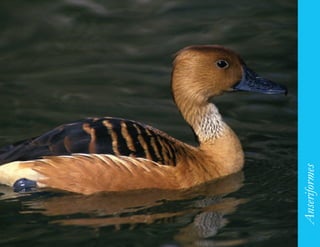 101




      Anseriformes
 