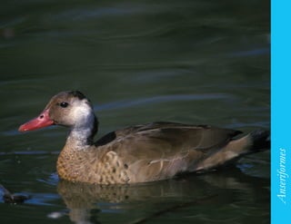 103




      Anseriformes
 