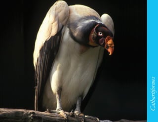 107




      Cathartiformes
 