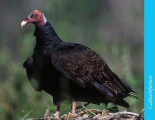 111




      Cathartiformes
 