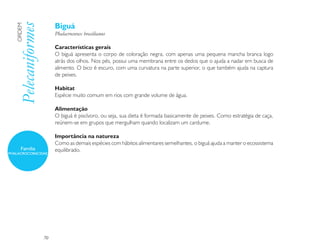 Biguá
   Pelecaniformes
   ORDEM

                         Phalacrocorax brasilianus

                         Características gerais
                         O biguá apresenta o corpo de coloração negra, com apenas uma pequena mancha branca logo
                         atrás dos olhos. Nos pés, possui uma membrana entre os dedos que o ajuda a nadar em busca de
                         alimento. O bico é escuro, com uma curvatura na parte superior, o que também ajuda na captura
                         de peixes.

                         Habitat
                         Espécie muito comum em rios com grande volume de água.

                         Alimentação
                         O biguá é piscívoro, ou seja, sua dieta é formada basicamente de peixes. Como estratégia de caça,
                         reúnem-se em grupos que mergulham quando localizam um cardume.

                         Importância na natureza
                         Como as demais espécies com hábitos alimentares semelhantes, o biguá ajuda a manter o ecossistema
      Família            equilibrado.
PHALACROCORACIDAE




                    70
 