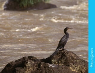 71




     Pelecaniformes
 