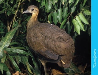 73




     Tinamiformes
 