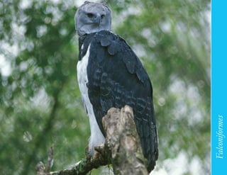 121




      Falconiformes
 