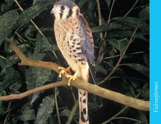 123




      Falconiformes
 