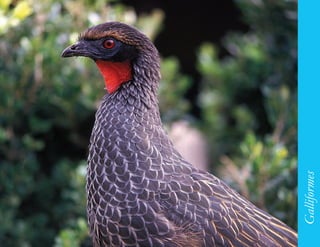 127




      Galliformes
 