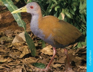 129




      Gruiformes
 