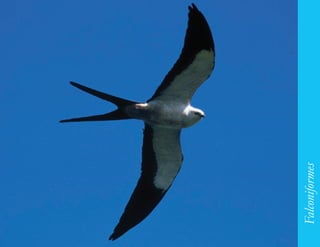 113




      Falconiformes
 