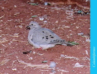 133




      Columbiformes
 