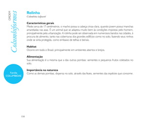 Rolinha
 Columbiformes
 ORDEM

                       Columbina talpacoti

                       Características gerais
                       Mede cerca de 17 centímetros, o macho possui a cabeça cinza-clara, quando jovem possui manchas
                       amareladas nas asas. É um animal que se adaptou muito bem às condições impostas pelo homem,
                       principalmente pela urbanização. A rolinha pode ser observada em numerosos bandos nas cidades, à
                       procura de alimento, tanto nas coberturas dos grandes edifícios como no solo, fazendo seus ninhos
                       onde se sinta protegida, como embaixo de telhas e beirais.

                       Habitat
                       Ocorre em todo o Brasil, principalmente em ambientes abertos e brejos.

                       Alimentação
                       Sua alimentação é a mesma que a das outras pombas: sementes e pequenos frutos coletados no
                       solo.

                       Importância na natureza
  Família              Como as demais pombas, dispersa no solo, através das fezes, sementes das espécies que consome.
COLUMBIDAE




                 134
 