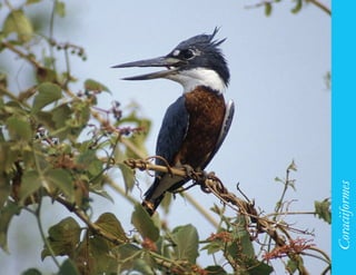 139




      Coraciiformes
 