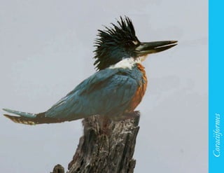 141




      Coraciiformes
 