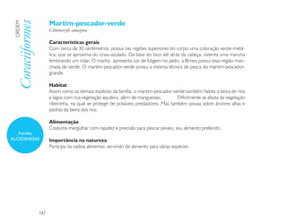 Martim-pescador-verde
 Coraciiformes
 ORDEM

                       Chloroceryle amazona

                       Características gerais
                       Com cerca de 30 centímetros, possui nas regiões superiores do corpo uma coloração verde-metá-
                       lica, que se aproxima do cinza-azulado. Da base do bico até atrás da cabeça, ostenta uma mancha
                       lembrando um colar. O macho apresenta cor de fuligem no peito; a fêmea possui essa região man-
                       chada de verde. O martim-pescador-verde possui a mesma técnica de pesca do martim-pescador-
                       grande.

                       Habitat
                       Assim como as demais espécies da família, o martim-pescador-verde também habita a beira de rios
                       e lagos com rica vegetação aquática, além de manguezais.       Dificilmente se afasta da vegetação
                       ribeirinha, na qual se protege de possíveis predadores. Mas também pousa sobre árvores altas e
                       pedras da beira dos rios.

                       Alimentação
                       Costuma mergulhar com rapidez e precisão para pescar peixes, seu alimento preferido.
   Família
ALCEDINIDAE            Importância na natureza
                       Participa da cadeia alimentar, servindo de alimento para várias espécies.




                 142
 