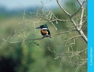 143




      Coraciiformes
 