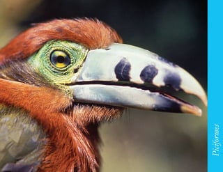 145




      Piciformes
 