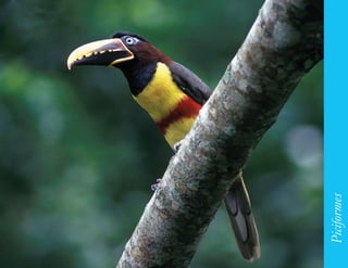 147




      Piciformes
 