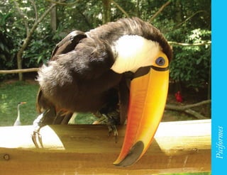 149




      Piciformes
 