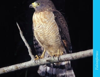 115




      Falconiformes
 