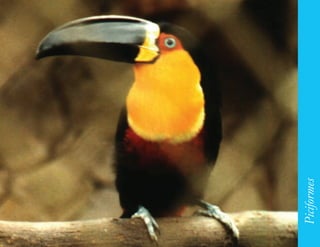 151




      Piciformes
 