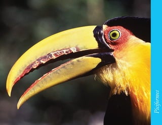 153




      Piciformes
 