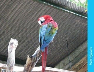 155




      Psittaciformes
 