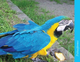 157




      Psittaciformes
 