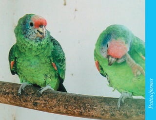 159




      Psittaciformes
 