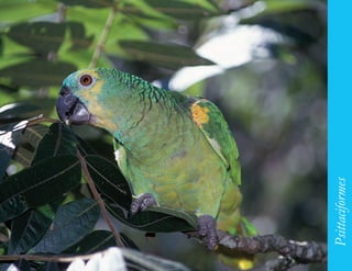 163




      Psittaciformes
 