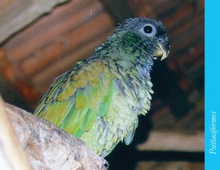 165




      Psittaciformes
 