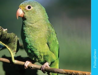 167




      Psittaciformes
 