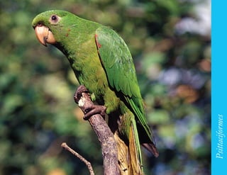 169




      Psittaciformes
 