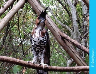 119




      Falconiformes
 