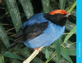 179




      Passeriformes
 