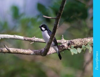 185




      Passeriformes
 