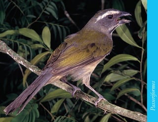 189




      Passeriformes
 