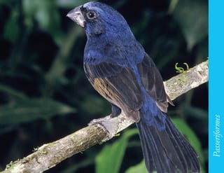 191




      Passeriformes
 