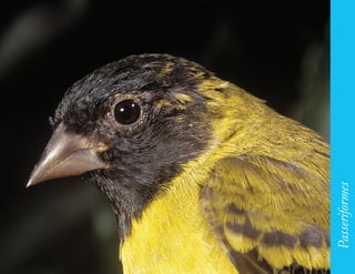 193




      Passeriformes
 