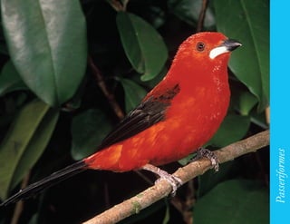 195




      Passeriformes
 