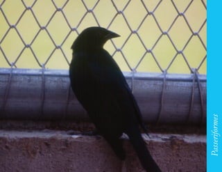 199




      Passeriformes
 