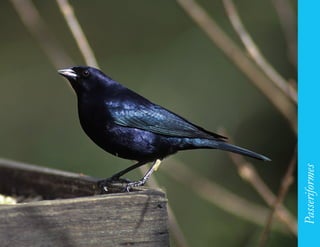 201




      Passeriformes
 